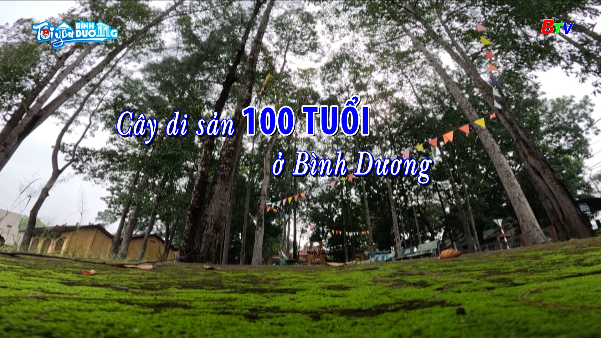 Cây di sản 100 tuổi ở Bình Dương