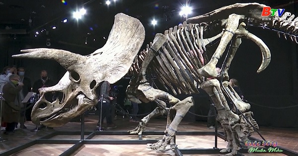 Gần 8 triệu USD cho bộ xương khủng long Triceratops lớn nhất thế giới