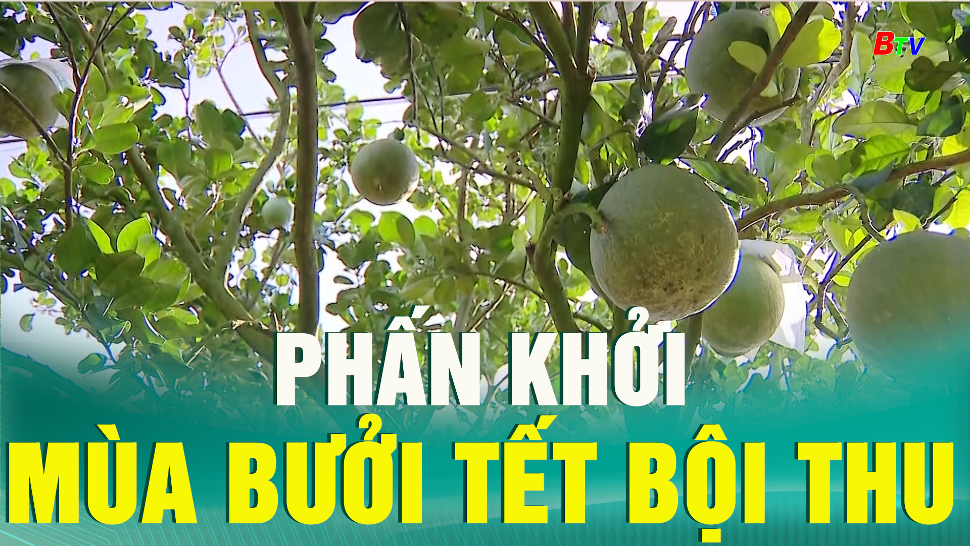 Phấn khởi mùa bưởi Tết bội thu