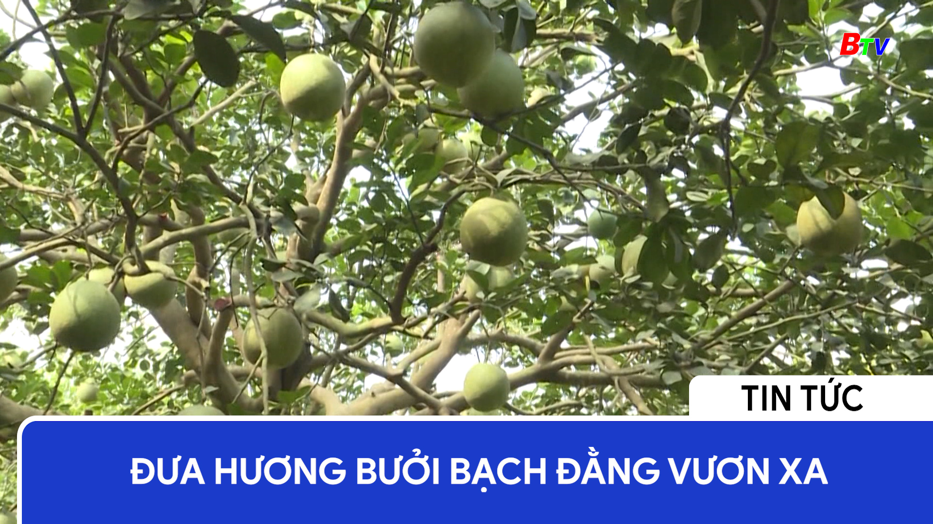 Đưa hương bưởi Bạch Đằng vươn xa