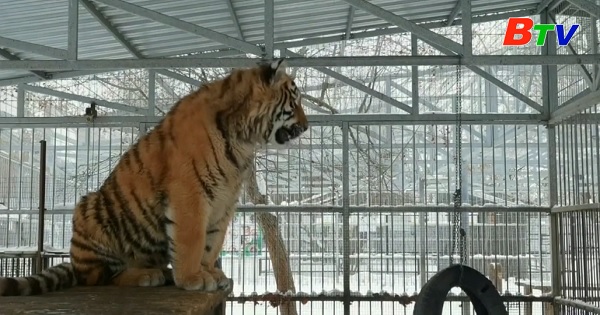 Kỳ lạ chú hổ biết hát ở vườn thú Nga