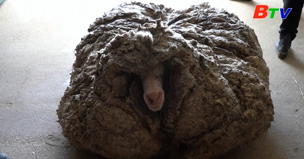Australia - Một chú cừu hoang có bộ lông khủng  35kg