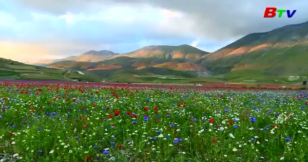 Italia: Rực rỡ sắc màu thảm hoa ở đồng bằng Umbria