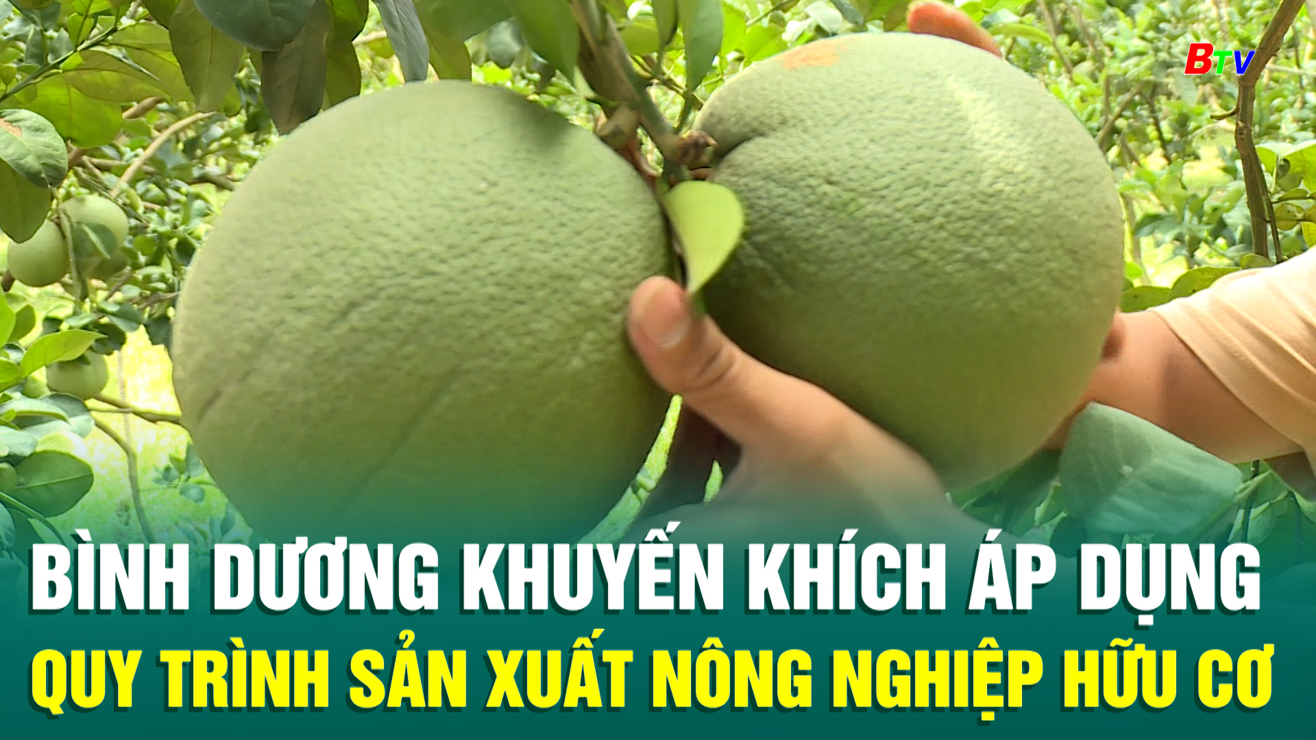 Bình Dương khuyến khích áp dụng quy trình sản xuất nông nghiệp hữu cơ