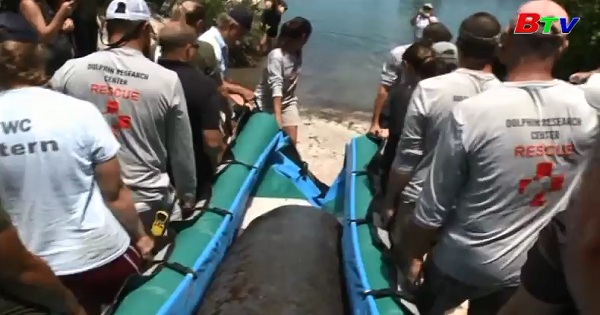 Mỹ - Bể cá lớn Miami thả lợn biển về môi trường hoang dã