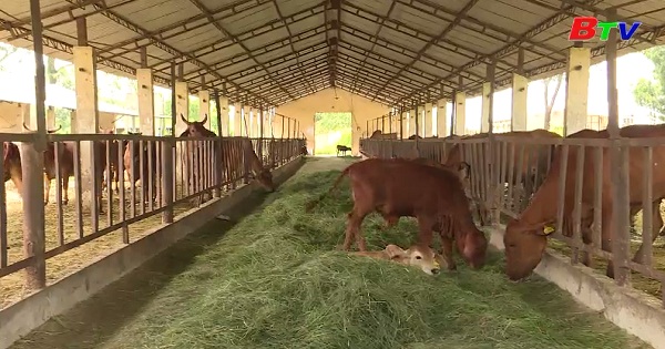 Kỹ thuật ủ cỏ chăn nuôi gia súc lớn