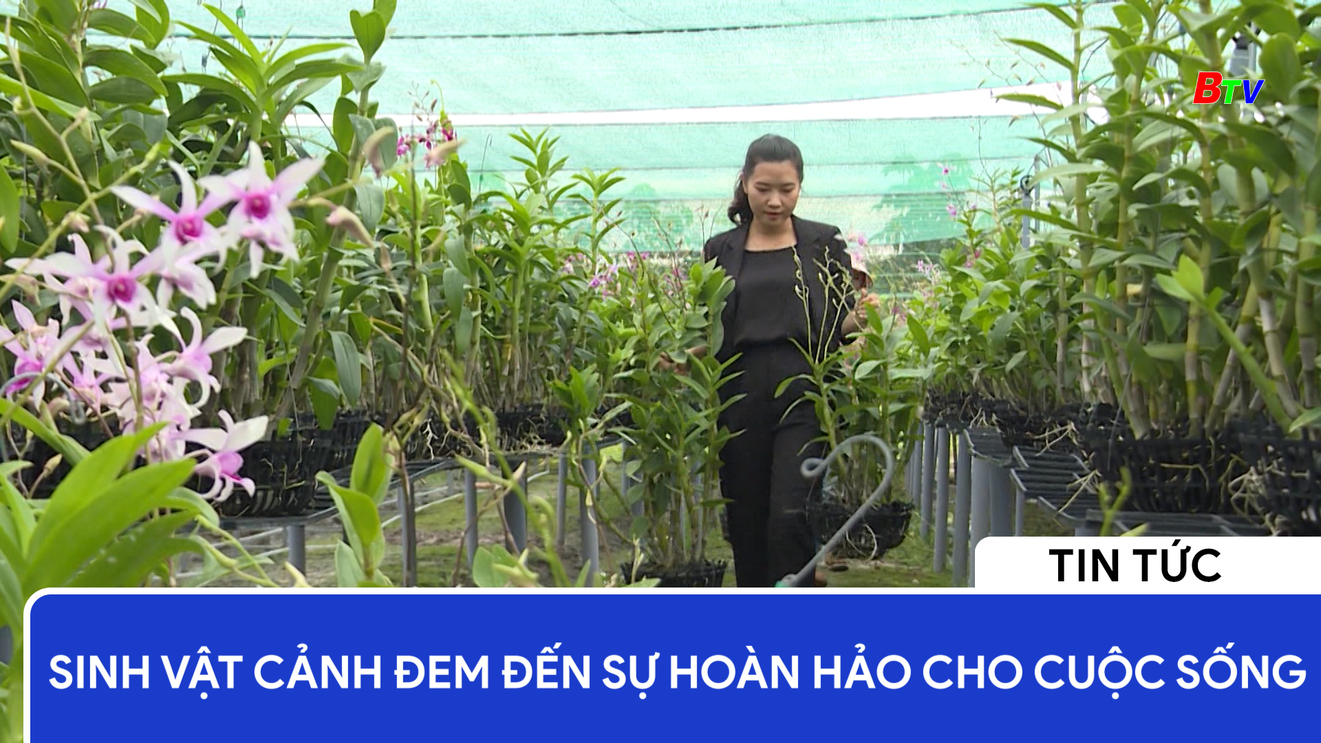 Sinh vật cảnh đem đến sự hoàn hảo cho cuộc sống