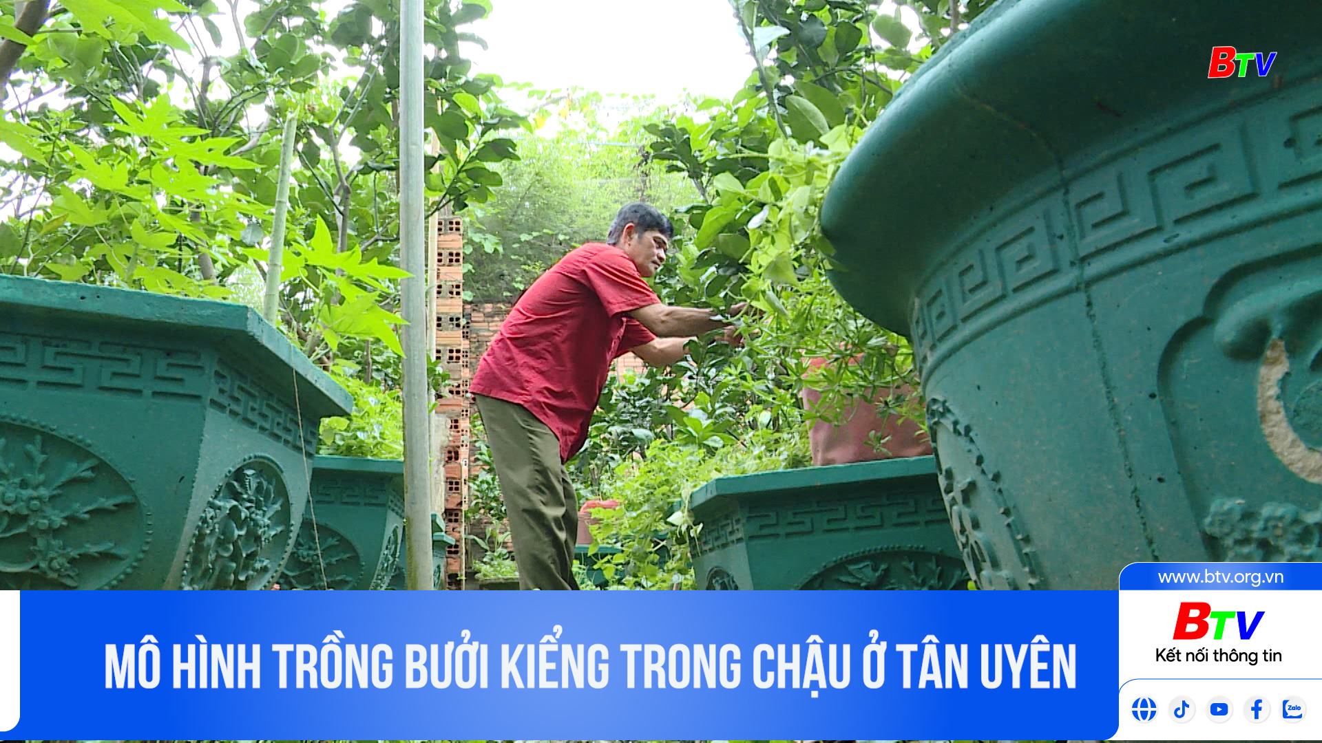 Mô hình trồng bưởi kiểng trong chậu ở Tân Uyên