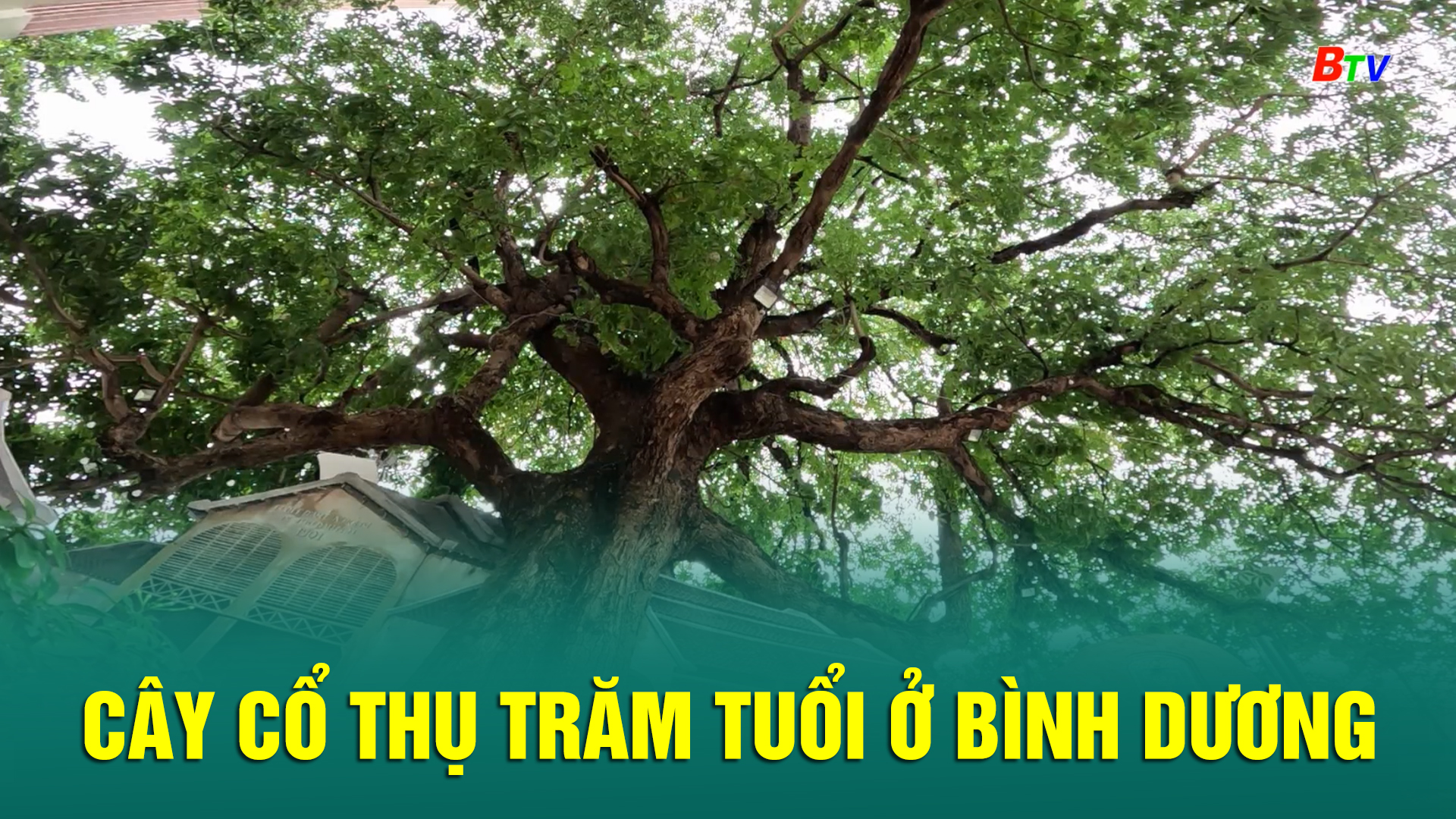 Cây cổ thụ trăm tuổi ở Bình Dương