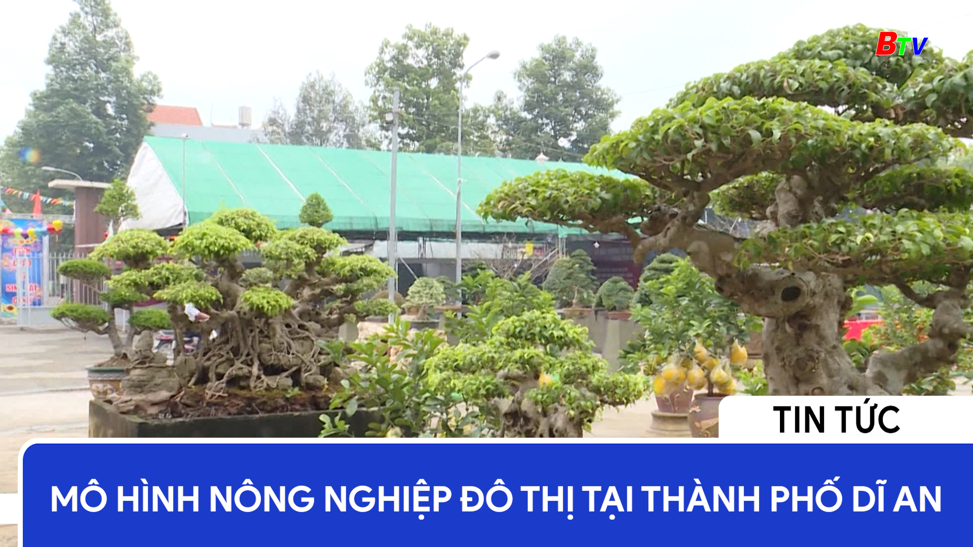 Mô hình nông nghiệp đô thị tại thành phố Dĩ An