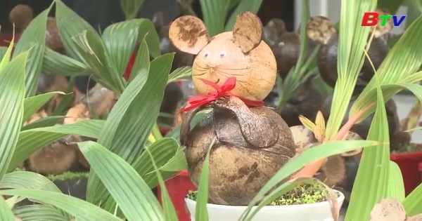 Bonsai dừa tạo hình chuột độ đáo