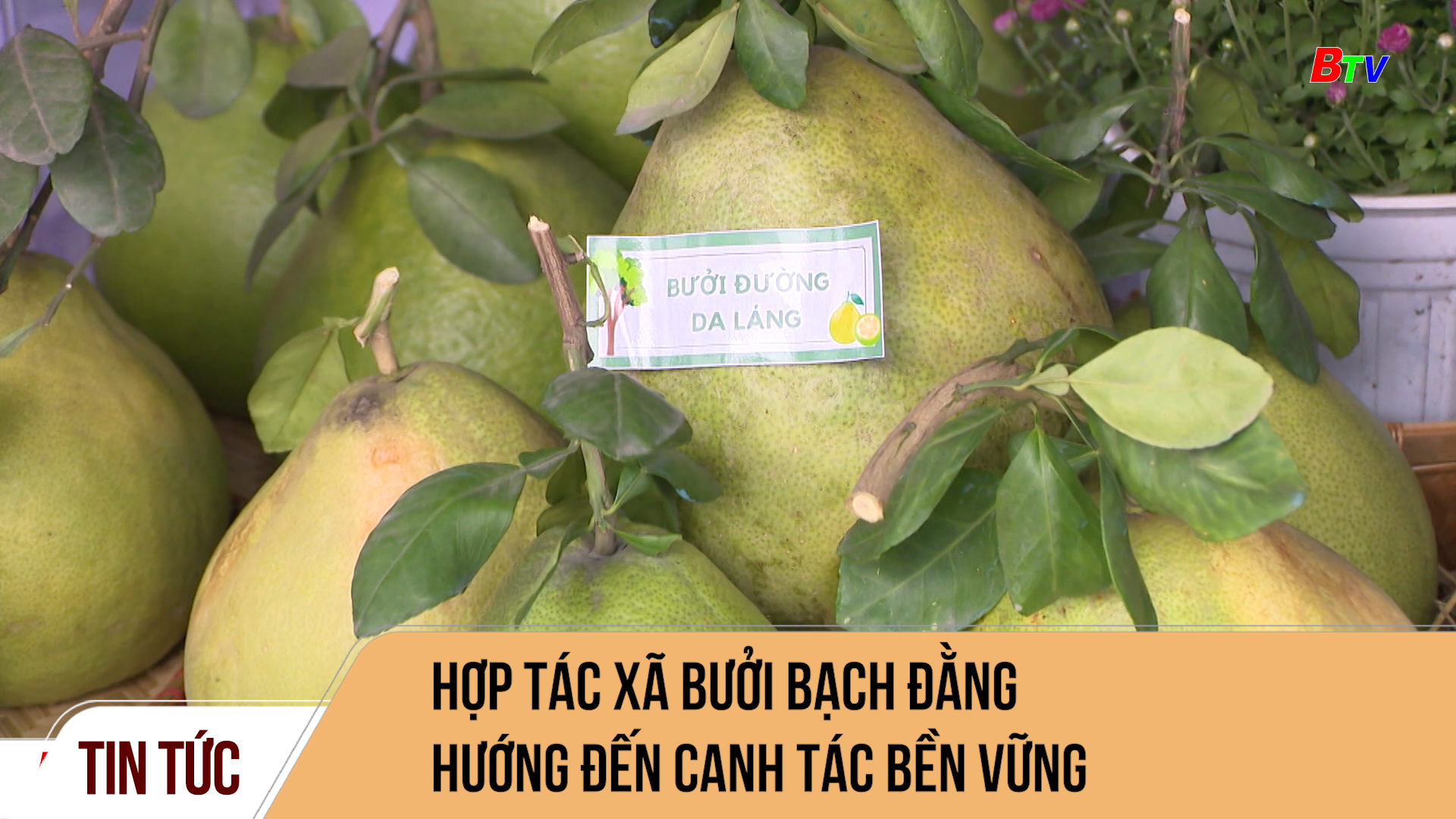 Hợp tác xã bưởi Bạch Đằng hướng đến canh tác bền vững