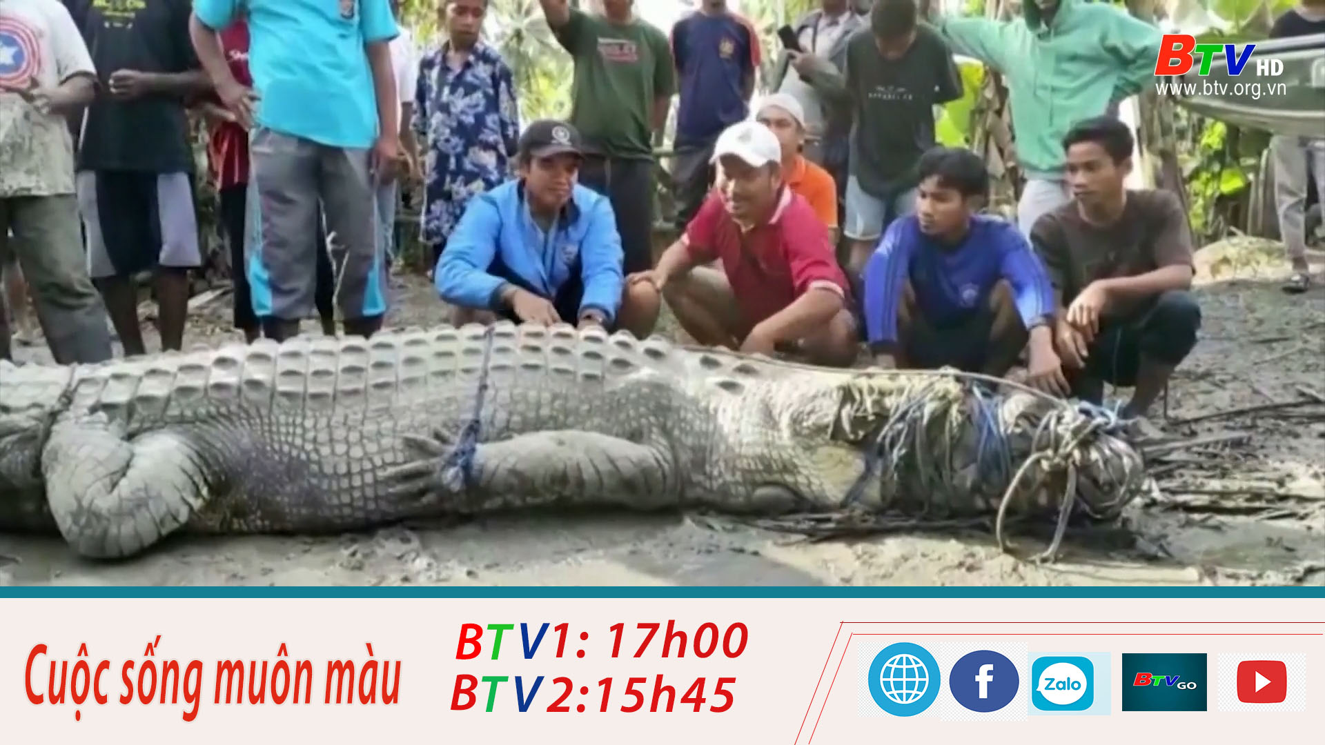 Bắt cá sấu ở Indonesia