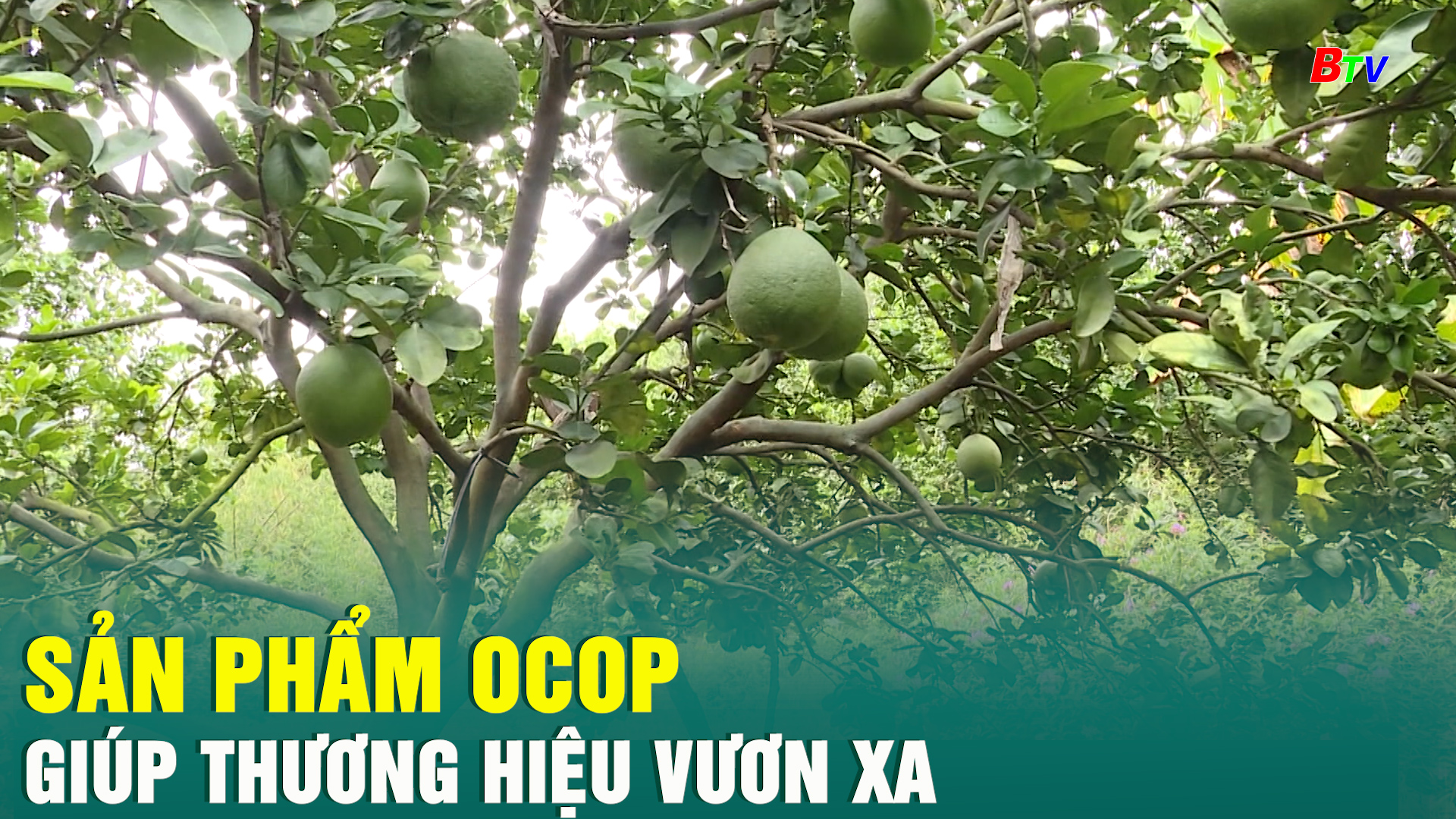 Sản phẩm OCOP giúp thương hiệu vươn xa