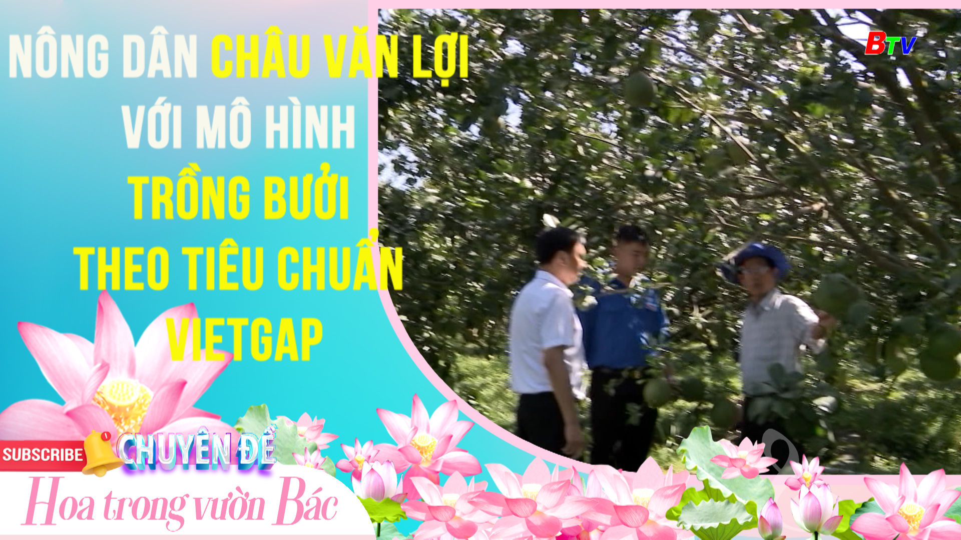 Nông dân Châu Văn Lợi với mô hình trồng bưởi theo tiêu chuẩn Vietgap