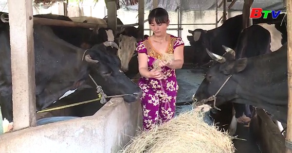 Phát triển kinh tế gia đình từ nghề nuôi bò sữa