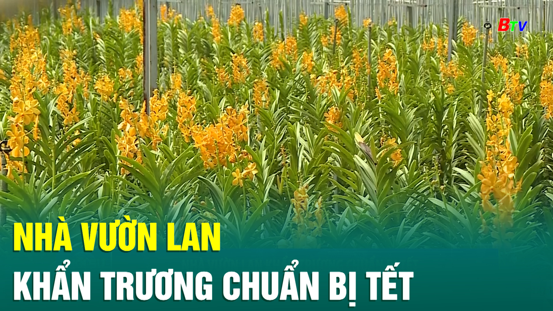 Nhà vườn lan khẩn trương chuẩn bị Tết  