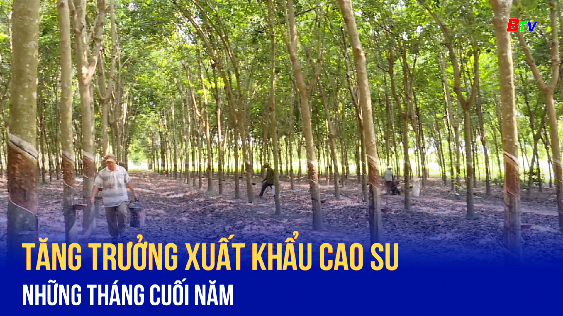 Tăng trưởng xuất khẩu cao su những tháng cuối năm