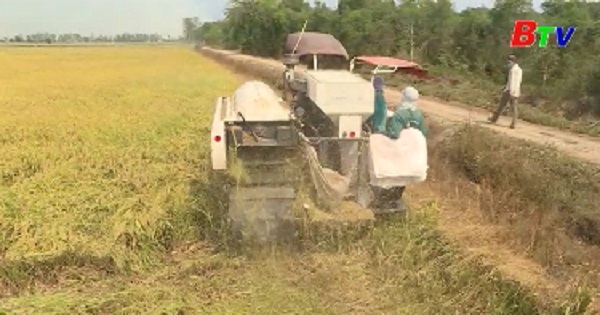 Đề xuất Thủ tướng cho phép tiếp tục xuất khẩu gạo có kiểm soát