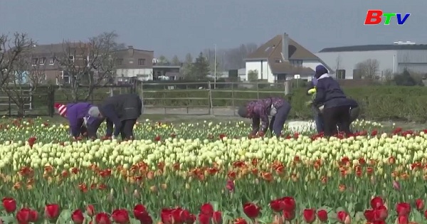 Những sáng kiến cho ngành công nghiệp hoa Hà Lan thời dịch bệnh