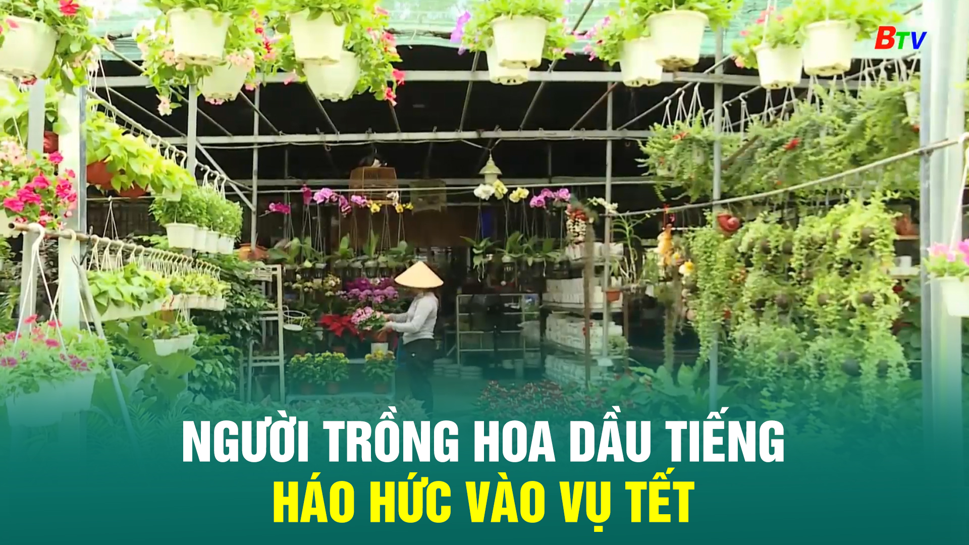 Người trồng hoa Dầu Tiếng háo hức vào vụ Tết